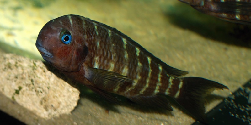 Tropheus polli 'Mabilibili Bay'